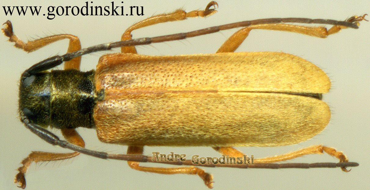 http://www.gorodinski.ru/cerambyx/Cerambycidae sp.4.jpg